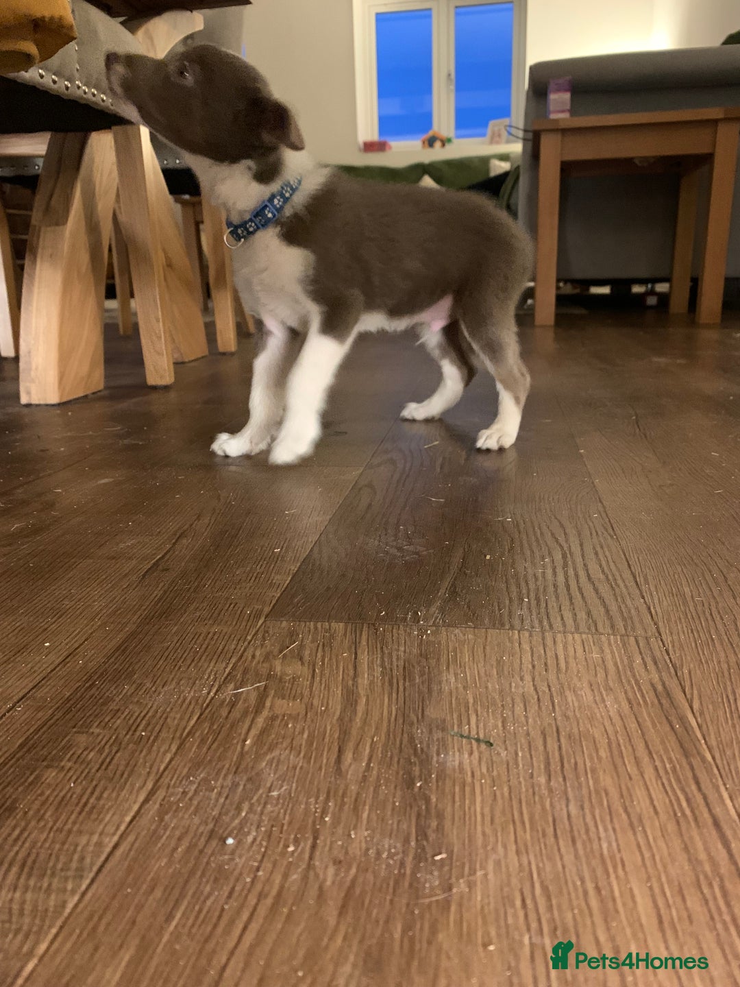 Border Collie dogs for sale: Lilac border collie puppy - Advert 2