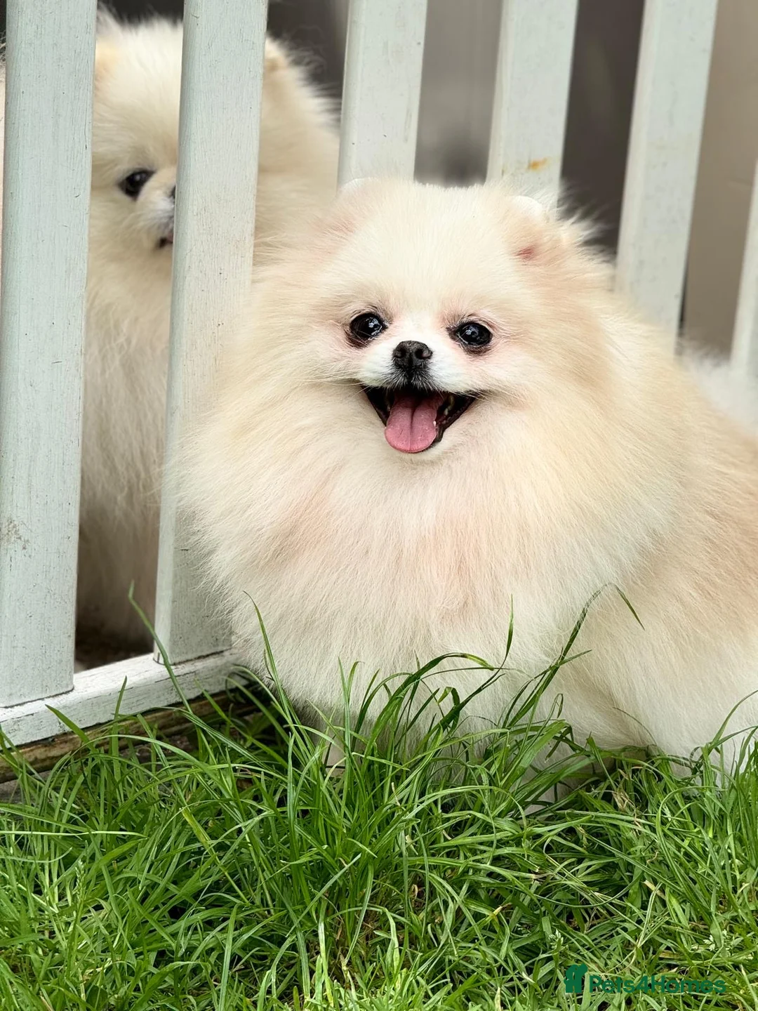 Pomeranian dogs for sale: Pomeranian Female for Sale – 3 Years Old - Advert 2