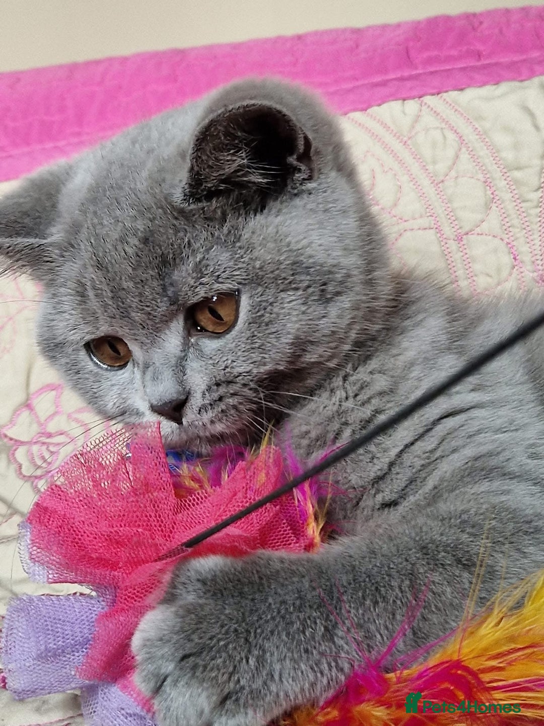 British Shorthair cats for sale: GCCF active mum and daughter blue BSH - Image 25