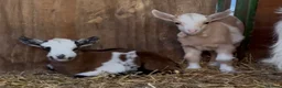 Goats livestock for sale: Kaleb and Jeremy  - Advert 4