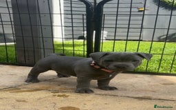 Staffordshire Bull Terrier dogs for sale: BLUE BLOODLINE CHAMPION STAFFS💕🐾 - Image 7