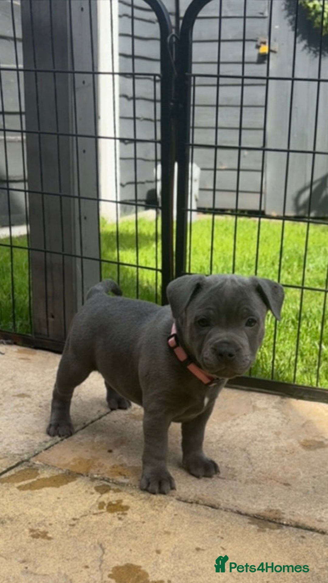 Staffordshire Bull Terrier dogs for sale: BLUE BLOODLINE CHAMPION STAFFS💕🐾 - Image 7