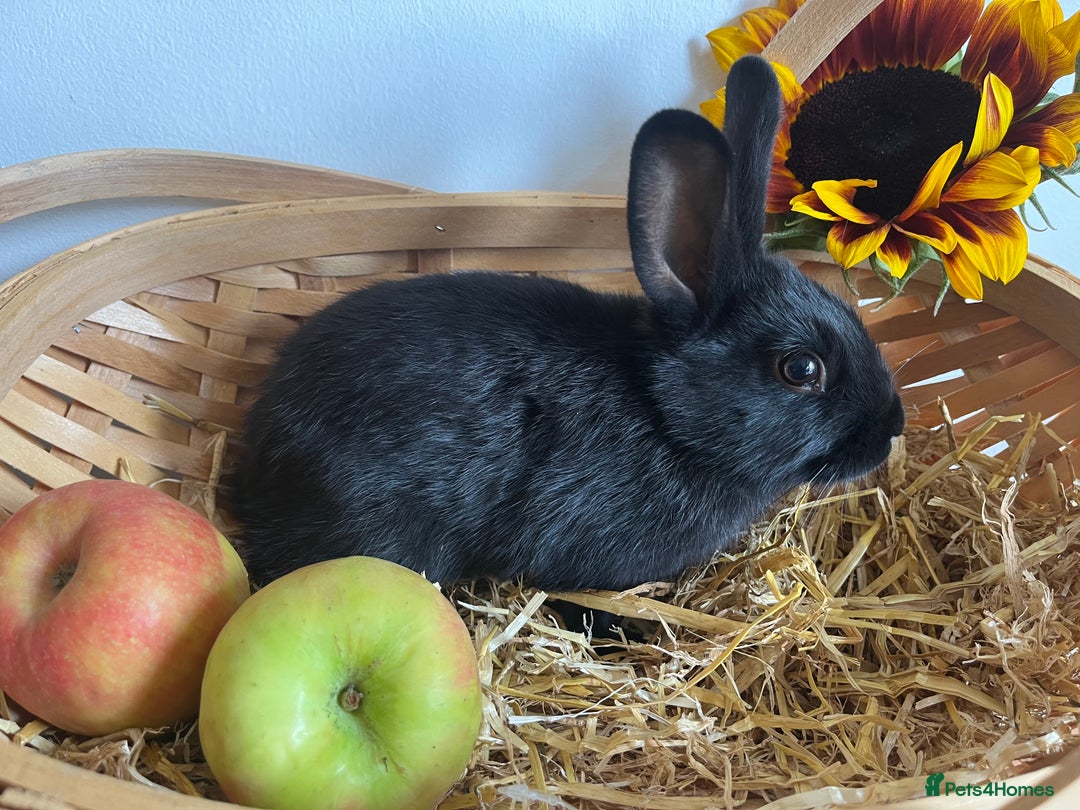 Mixed Breed rabbits for sale: Mixed breed bunnies for sale £30 each - Image 15