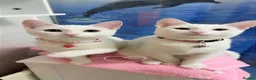Mixed Breed cats for sale: White female cat in Rotherham - Advert 1