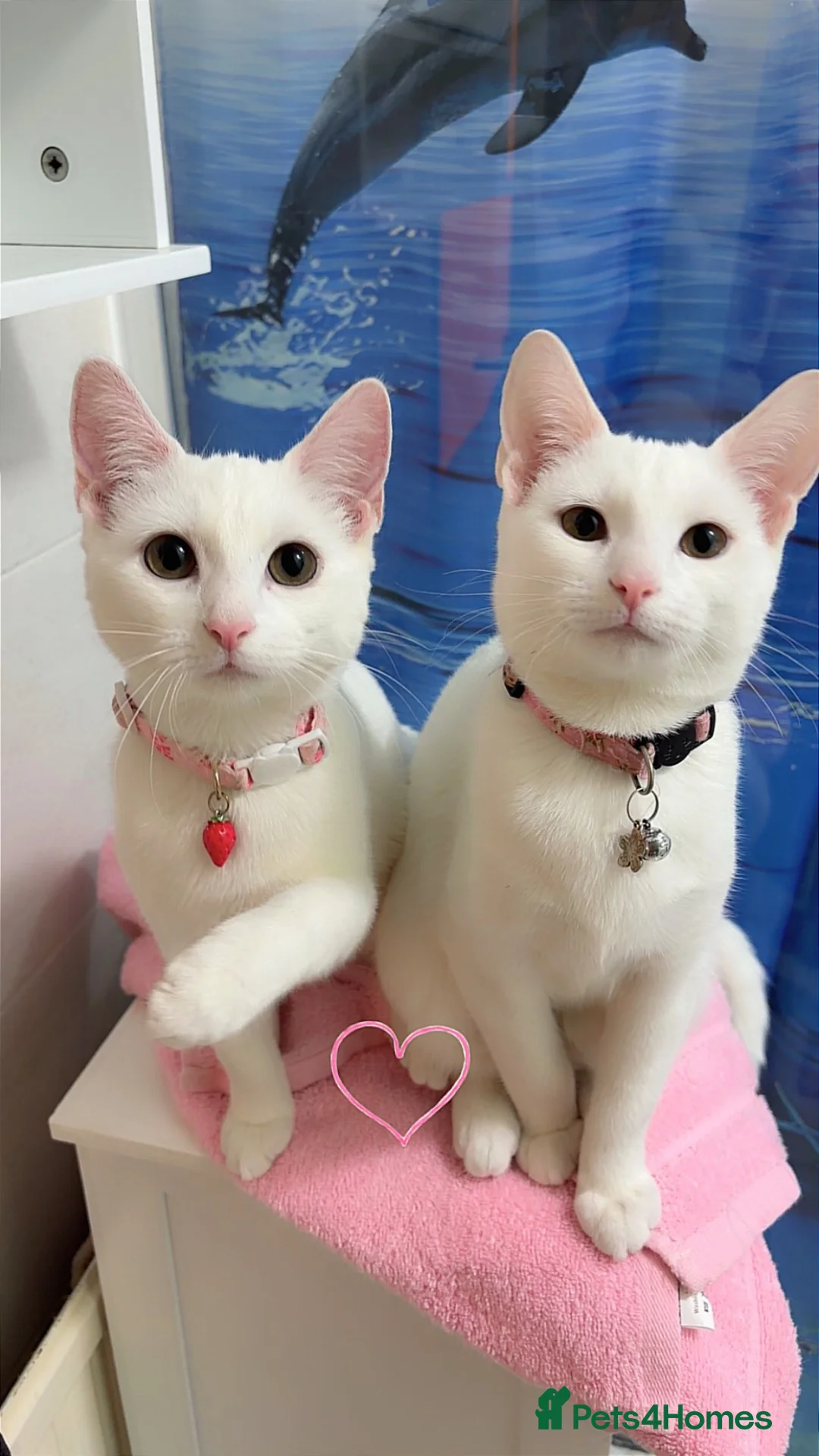 Mixed Breed cats for sale: White female cat in Rotherham - Advert 1