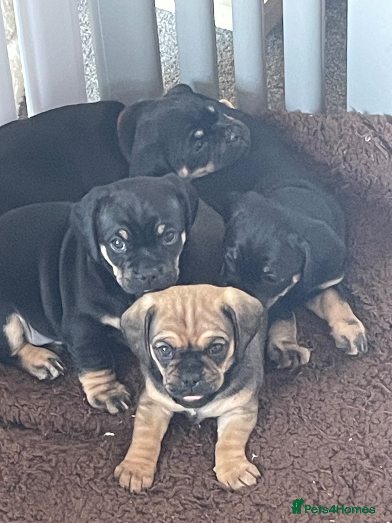 Mixed Breed dogs Beautiful litter of Daugs - Advert 8
