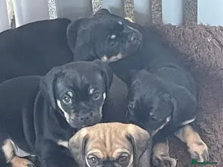 Mixed Breed dogs Beautiful litter of Daugs - Advert 8