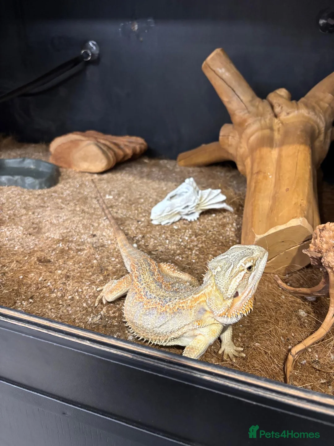 Bearded Dragon reptiles for sale: Female bearded dragon - Advert 1
