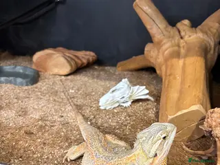 Bearded Dragon reptiles Female bearded dragon - Advert 9