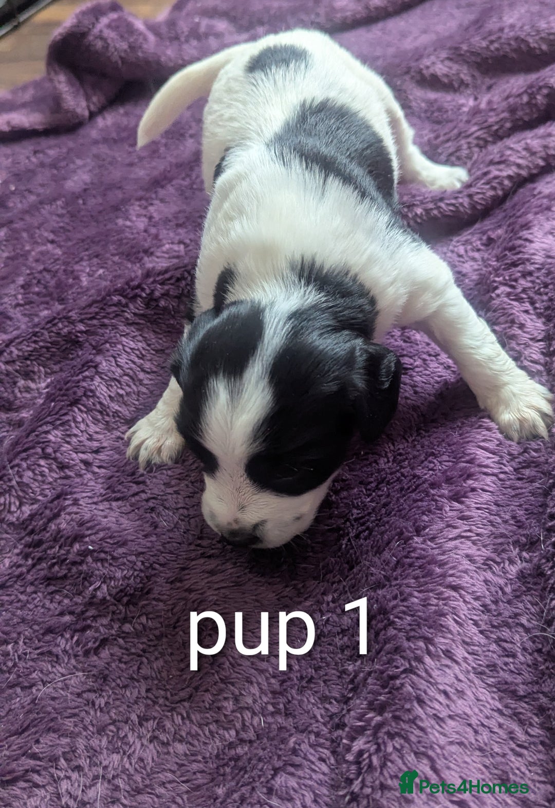 Sprocker dogs for sale: 5 sprocker puppies for sale - Image 2
