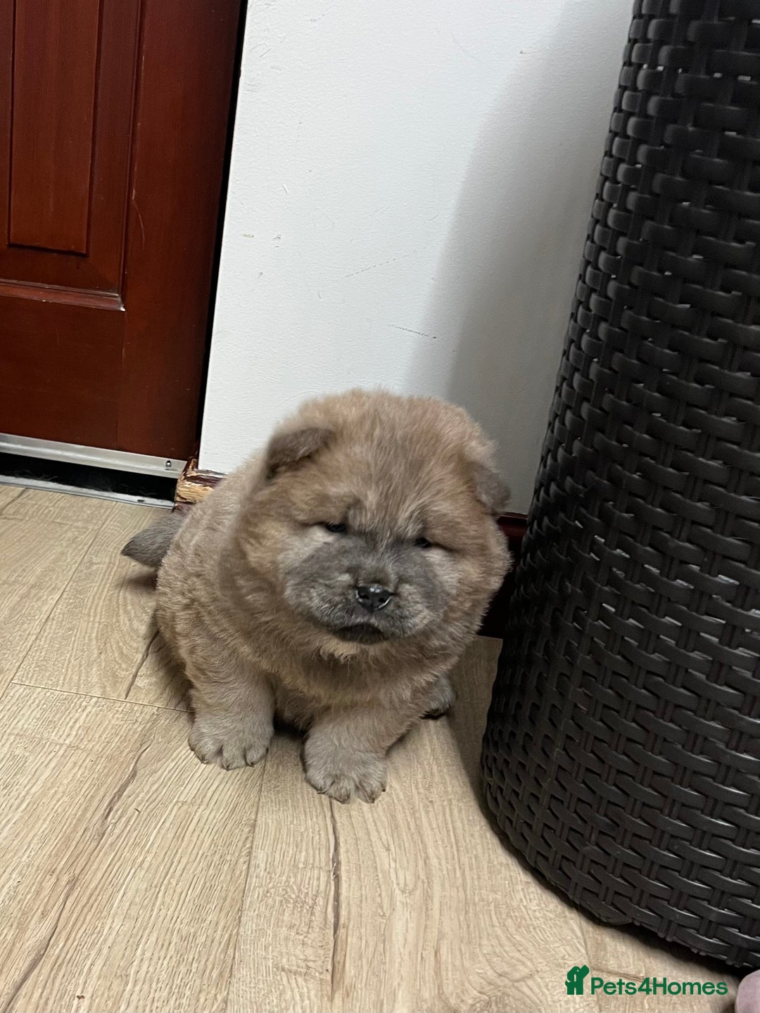 Chow Chow dogs for sale: Gorgeous Chow Chow Puppies Raised in a loving Home - Advert 18
