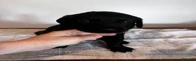 Labrador Retriever 1