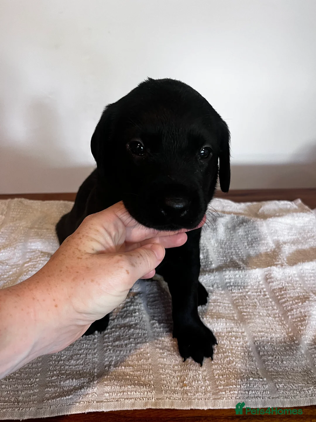 Labrador Retriever dogs for sale: Beautiful litter of KC black working Labradors  - Advert 24