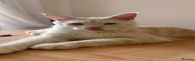 Maine Coon 1