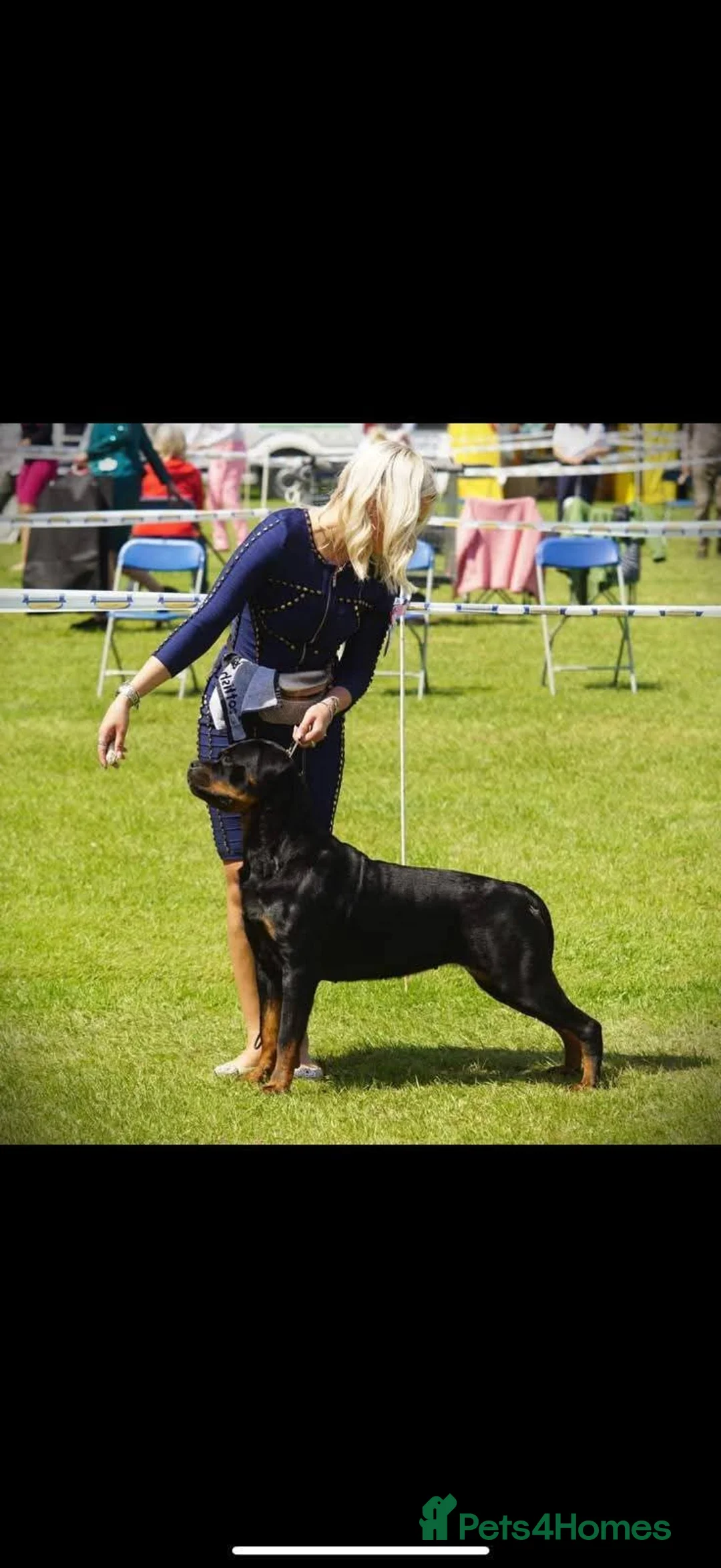Rottweiler dogs for sale: Excellent Pedigree Dog Puppy - Advert 28