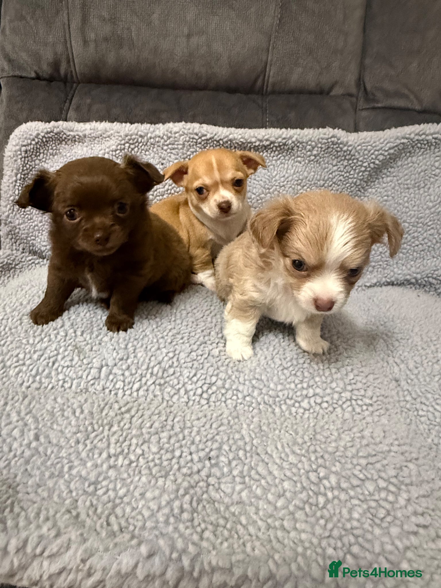 Chihuahua dogs Chihuahua puppies - Advert 3