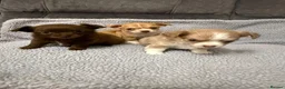 Chihuahua dogs for sale: Chihuahua puppies - Advert 1