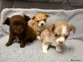 Chihuahua dogs Chihuahua puppies - Advert 3