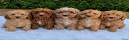 Cavapoo dogs for sale: F1 DNA health tested clear Cavapoo puppies in Ystrad Meurig - Advert 1