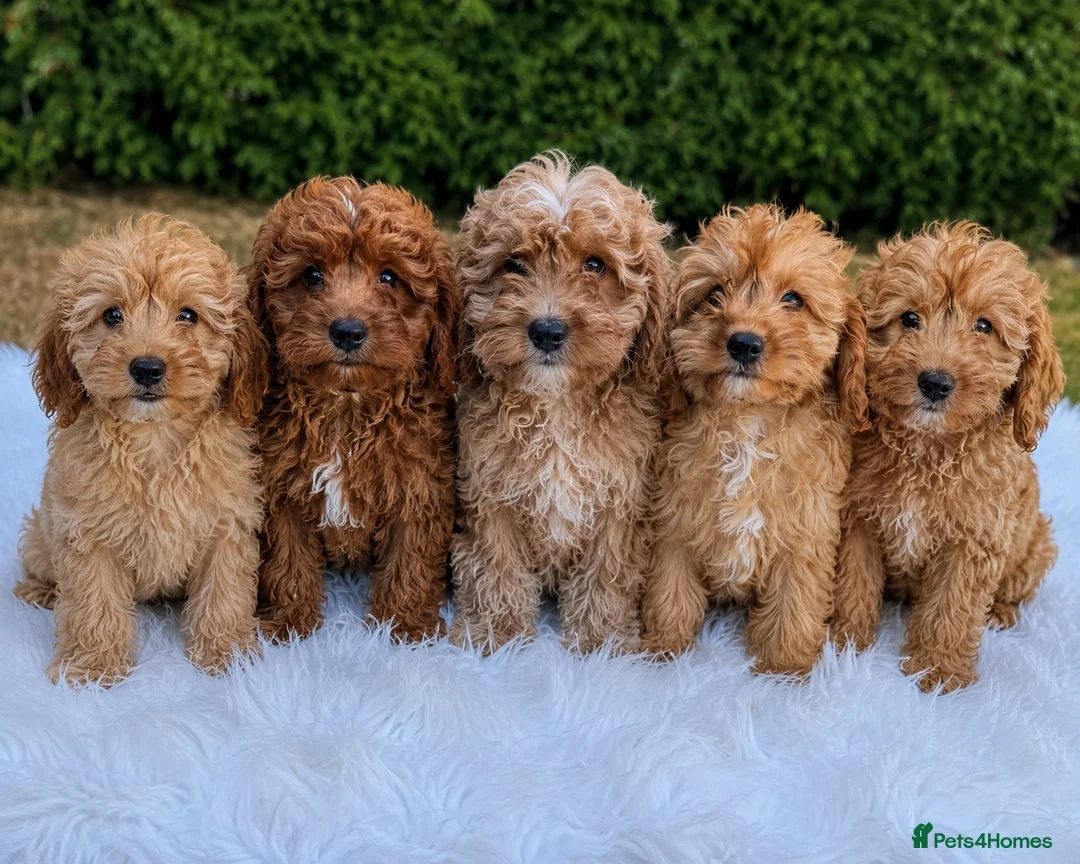 Cavapoo dogs for sale: F1 DNA health tested clear Cavapoo puppies in Ystrad Meurig - Advert 1