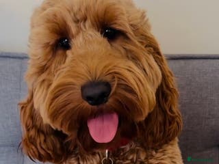 Cockapoo dogs Proven F1 Cockapoo - Fully Health Checked in Swansea - Advert 3