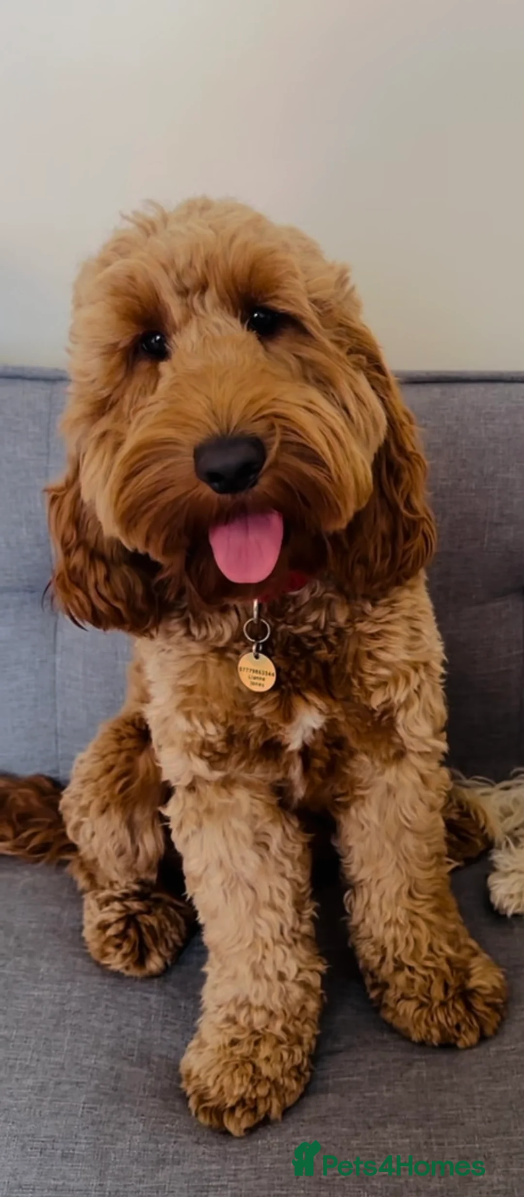 Cockapoo dogs for stud: Proven F1 Cockapoo - Fully Health Checked  in Swansea - Advert 1