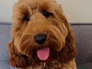 Cockapoo dogs Proven F1 Cockapoo - Fully Health Checked in Swansea - Advert 3