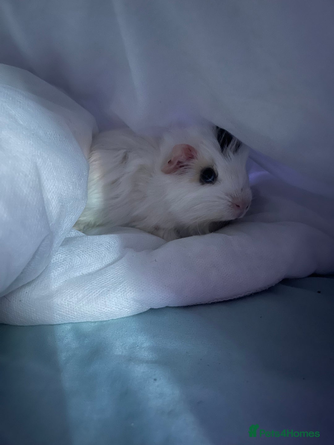 Guinea Pig rodents for sale: Cookie - Advert 4