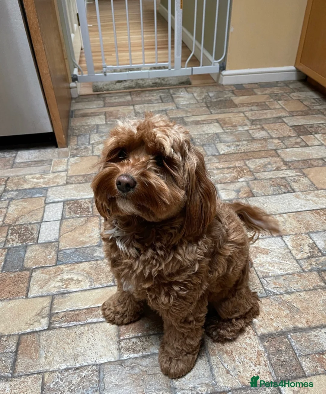 Cockapoo dogs for sale: Beautiful cockapoo - Advert 1