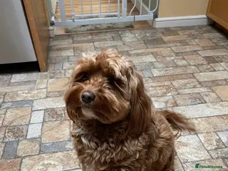 Cockapoo dogs Beautiful cockapoo - Advert 2