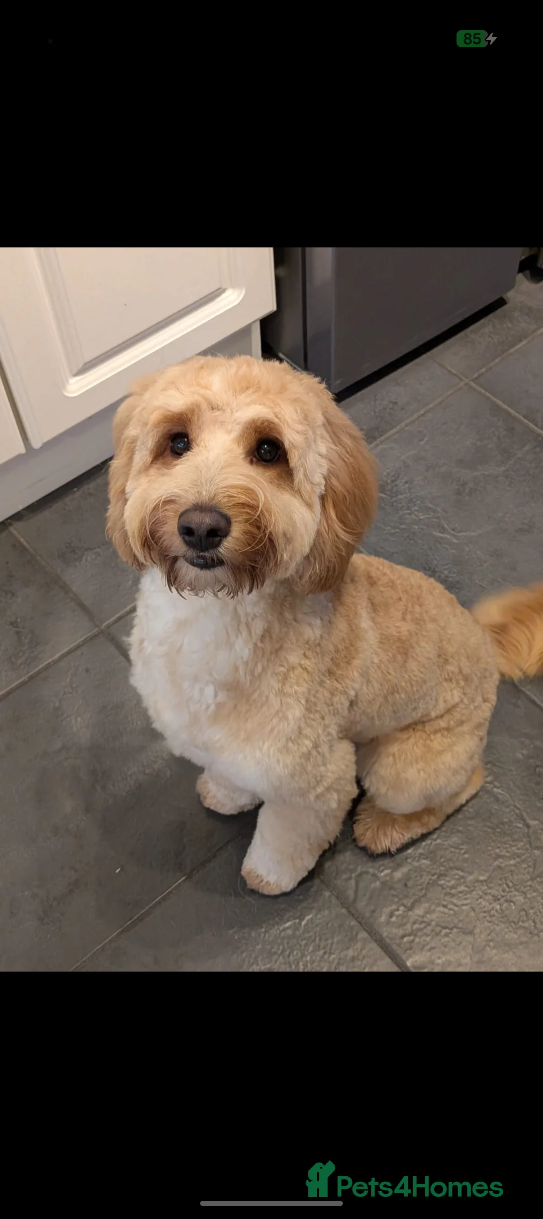 Cockapoo dogs for sale: Cockapoo 10 Months in Crawley - Advert 4