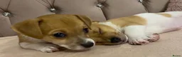Jack Russell dogs for stud: Proven Jack Russell Stud - Advert 21