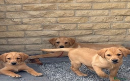 Labrador Retriever dogs for sale: Outstanding KC Registered Fox Red Labs  🐾🩵 in Newton Aycliffe - Image 4