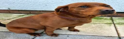 Labrador Retriever dogs for sale: Dark Fox Red Labrador Puppies - Advert 3