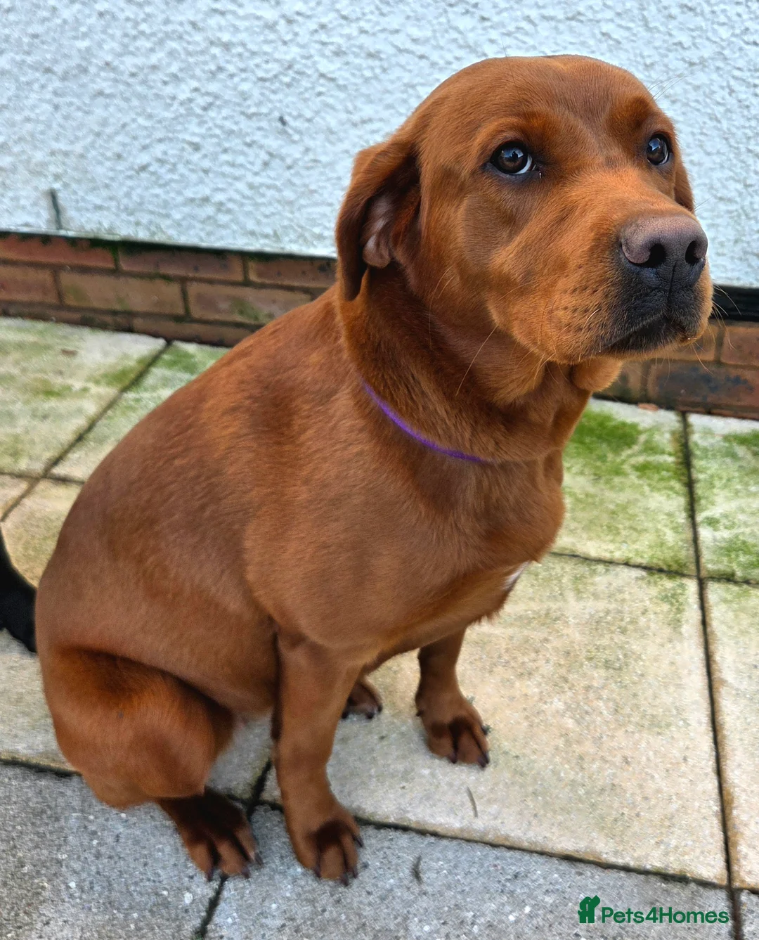 Labrador Retriever dogs for sale: Dark Fox Red Labrador Puppies - Advert 3