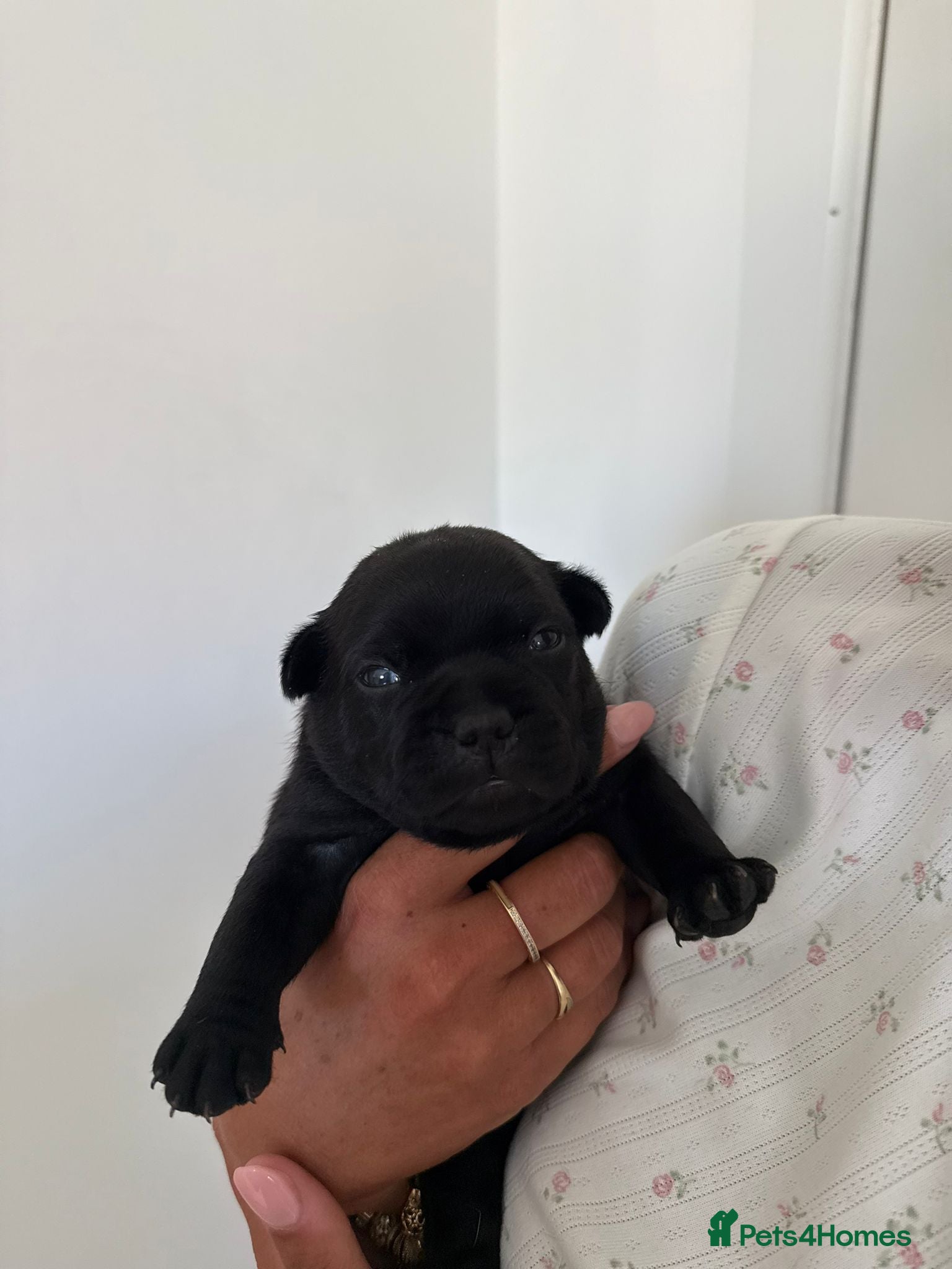 Staffordshire Bull Terrier dogs Kassius Staffordshire bull terrier pups for sale  - Advert 1