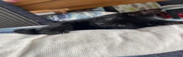 Mixed Breed cats for sale: Black kitten  - Advert 4