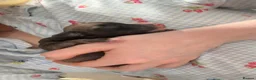 Mixed Breed dogs for sale: Whippet x lurcher pups in Stanley - Advert 7