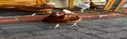 Chickens poultry for sale: 4 Hens for £70 in Manchester - Advert 27