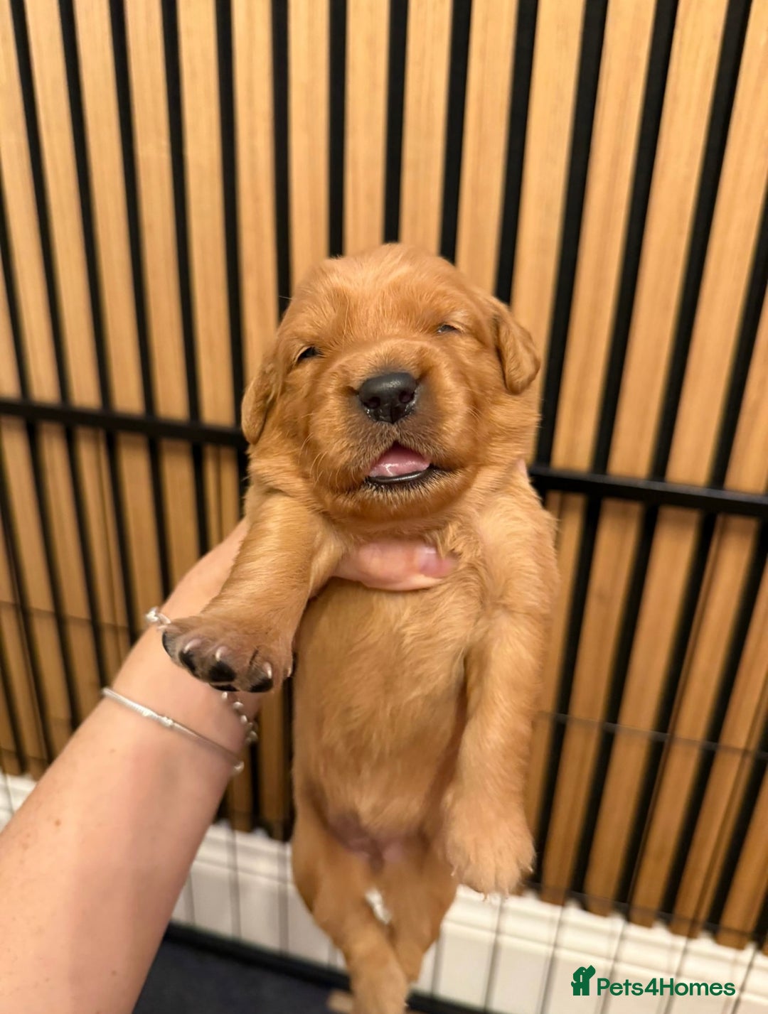 Golden Retriever dogs for sale: KC Registered Championship Line Golden Retrievers - Advert 15