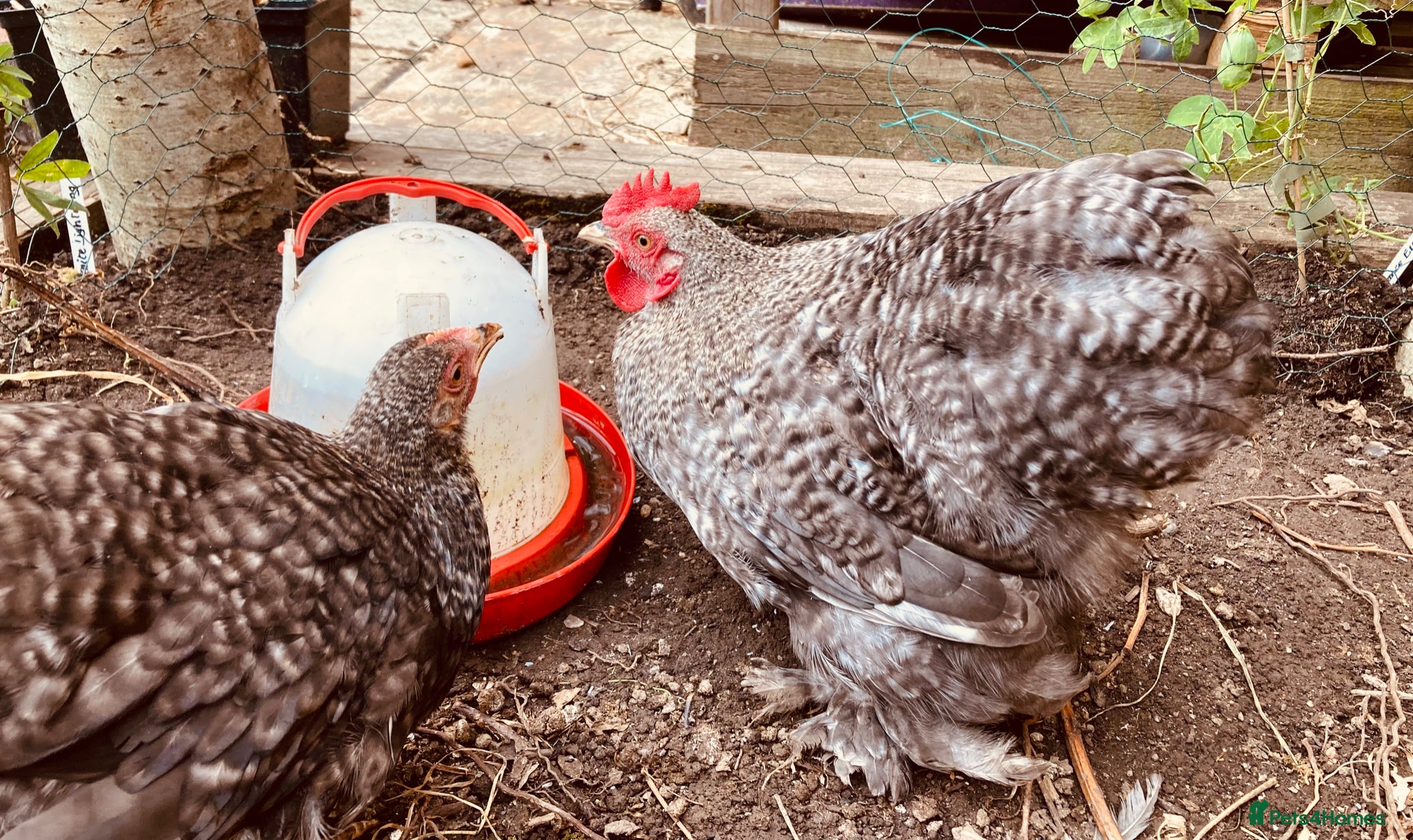 Chickens poultry for sale: Six pekins (mixed colours and ages) in Tipton - Advert 3