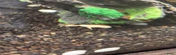 Other/Mixed Breed fish for sale: Albino aquatic Dwarf frog  in Nottingham - Advert 4