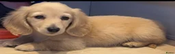 Miniature Dachshund dogs for sale: Kennel club registered English cream puppies - Advert 3