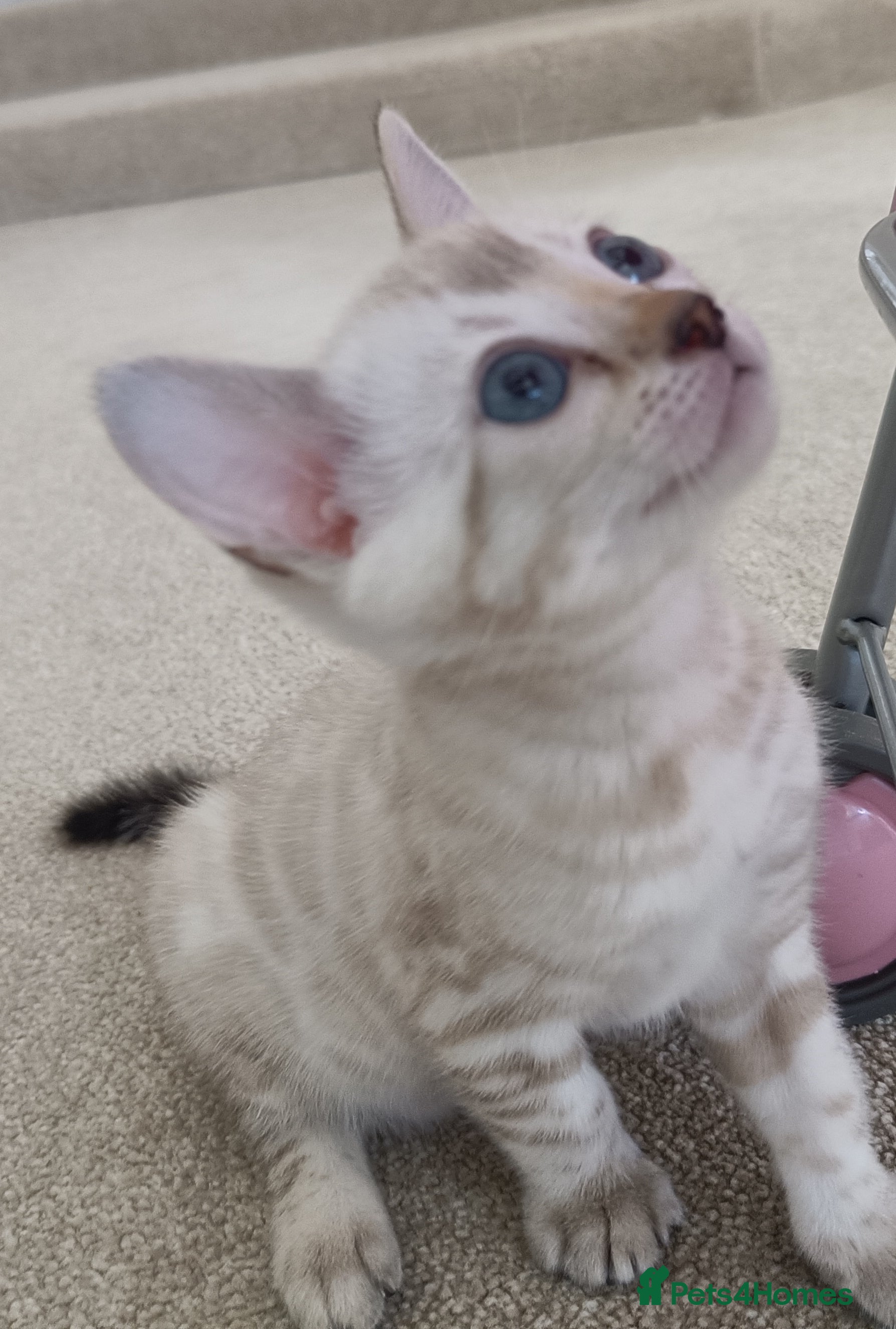 Bengal cats Absolutely beautiful pedigree bengal kittens - Advert 2