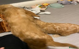 Labradoodle dogs for sale:  Australian Labradoodles Show Cocker Spaniel - Image 12