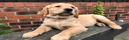 Golden Retriever dogs for sale: KC Reg Dark Red Golden Retriever-100% DNA Tested - Advert 13