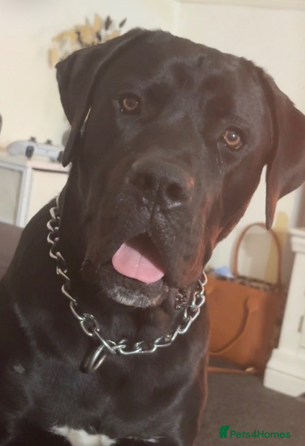 Mixed Breed dogs for sale: Rocky - Advert 19