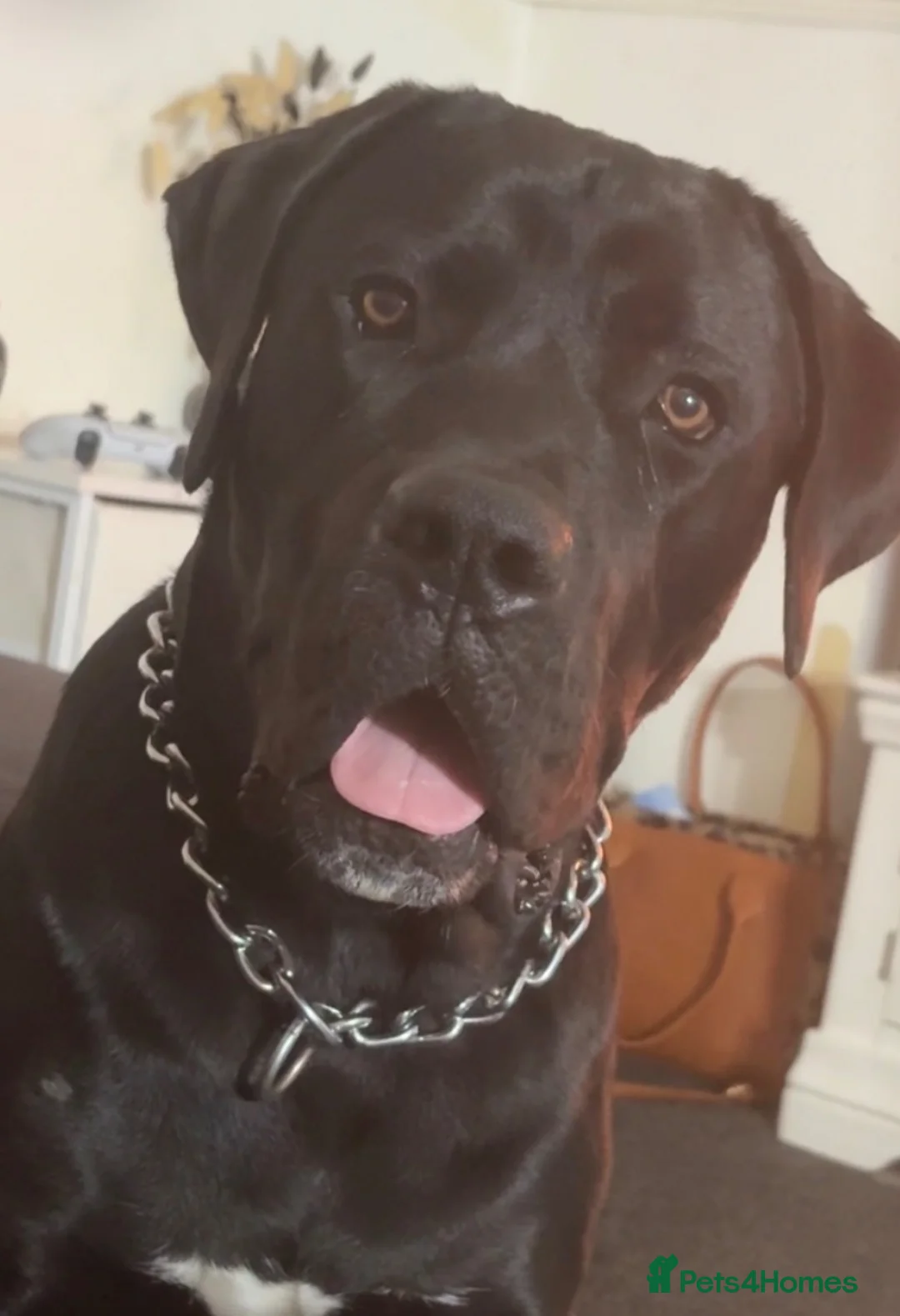 Mixed Breed dogs for sale: Rocky in Pontefract - Advert 1