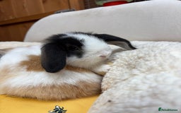 Dwarf Lop rabbits for sale: Stunning friendly dwarf lops  - Image 6