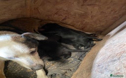 Mixed Breed dogs for sale: Welsh collie x red fox Labrador - Image 10